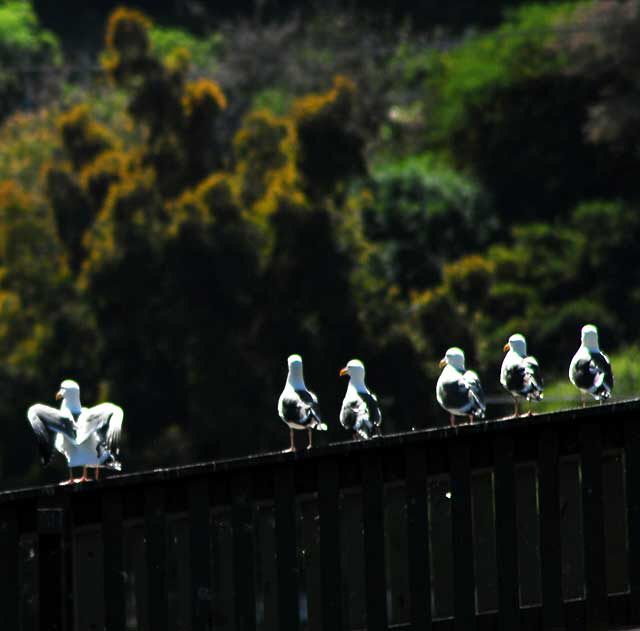 Gulls on arched bridge, Echo Park Lake, Tuesday, March 8, 2011