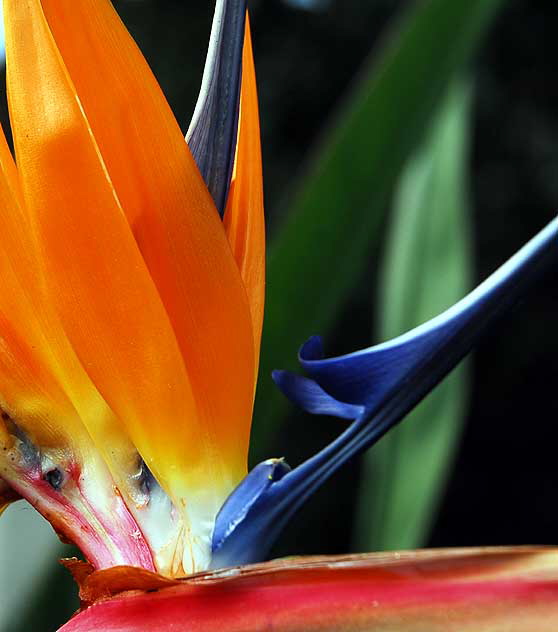 Bird of Paradise (Strelitzia reginae) 