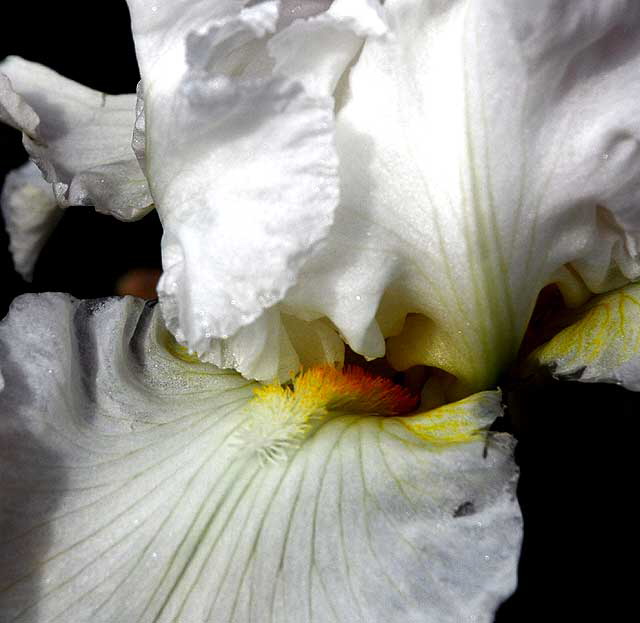 White Iris