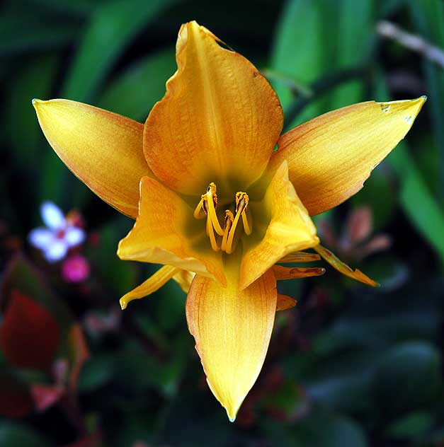Common Daylily