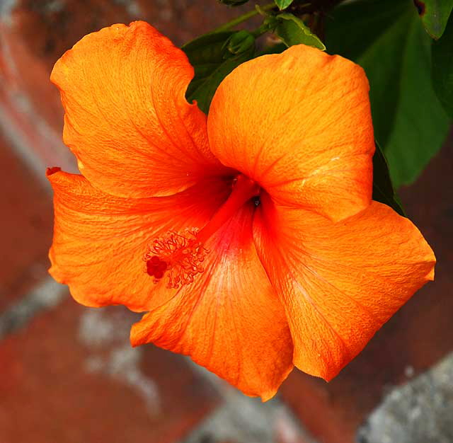 Hibiscus