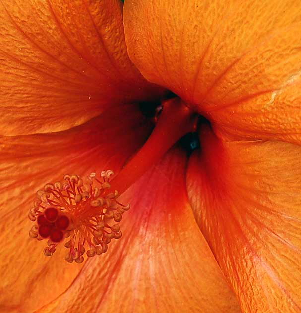 Hibiscus