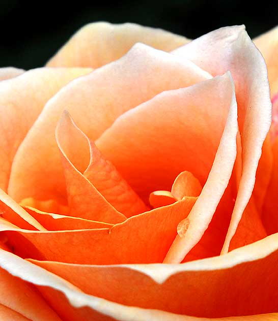 Peach-Colored Rose