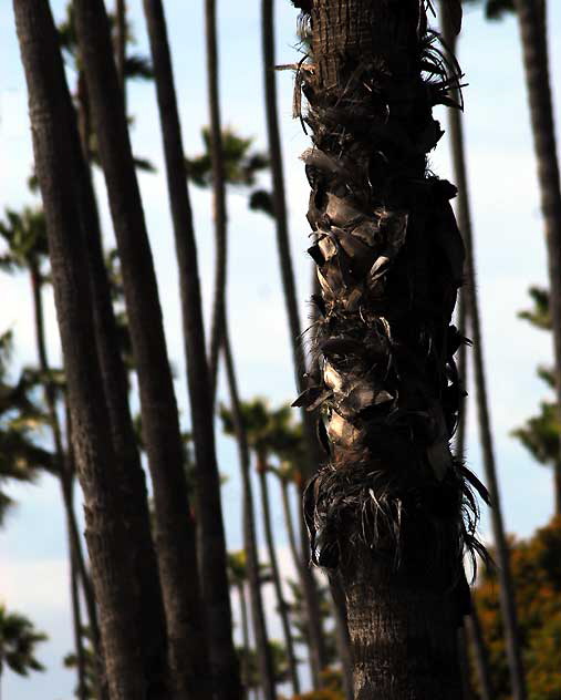 At Palisades Park, Santa Monica, Wednesday, March 16, 2011