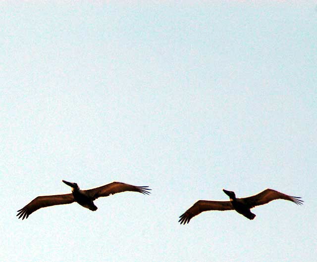 California Brown Pelican 