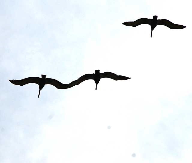 California Brown Pelican 