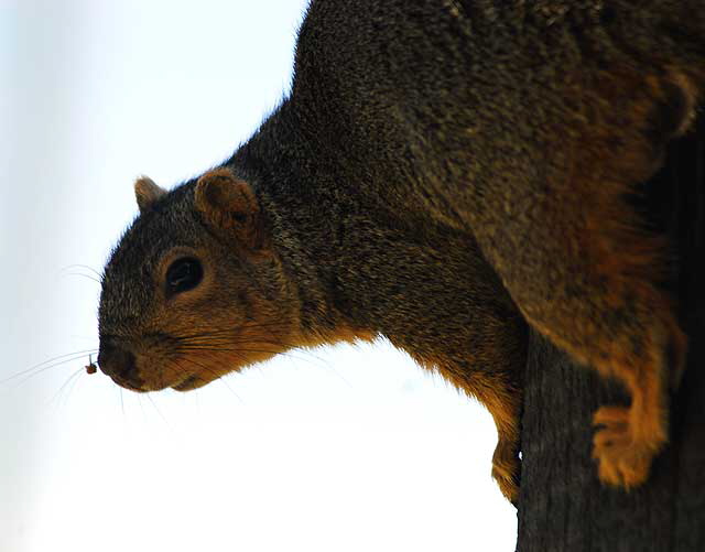 Santa Monica Squirrel 