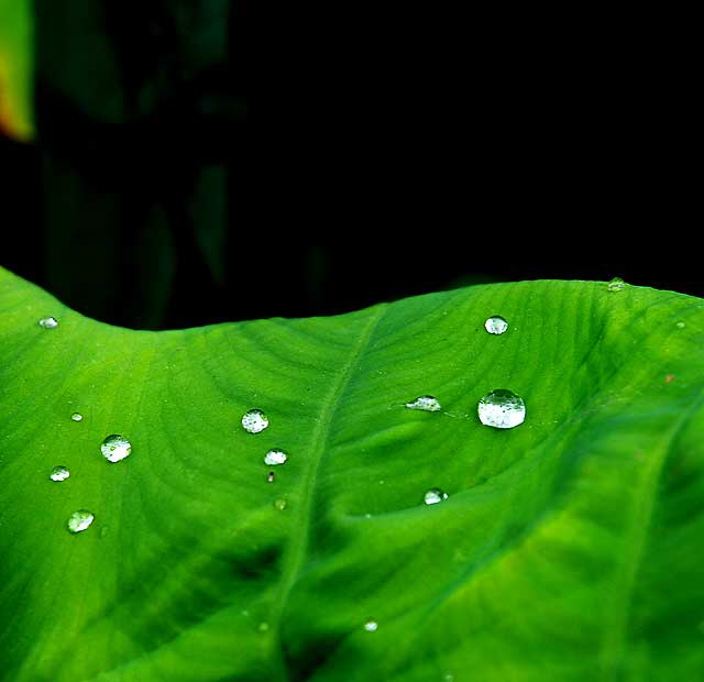 Banana Leaf  