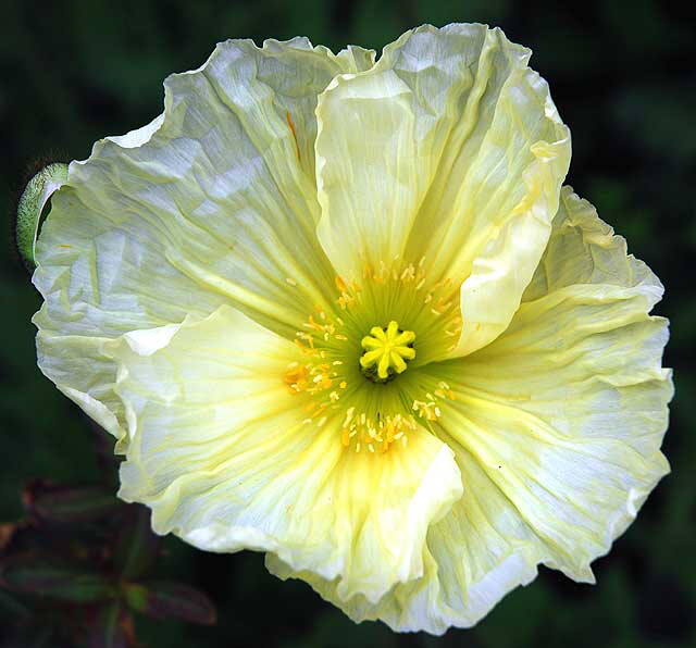 California Poppy