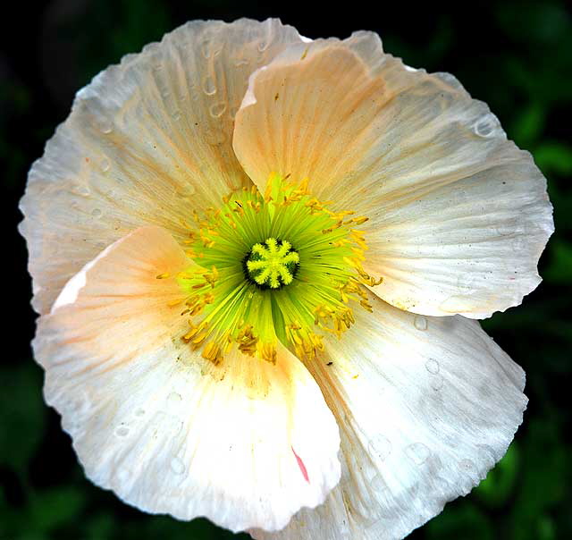 California Poppy