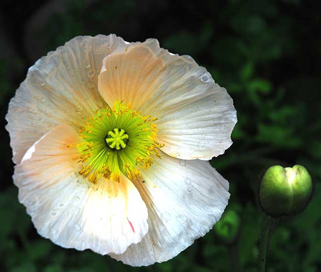 California Poppy