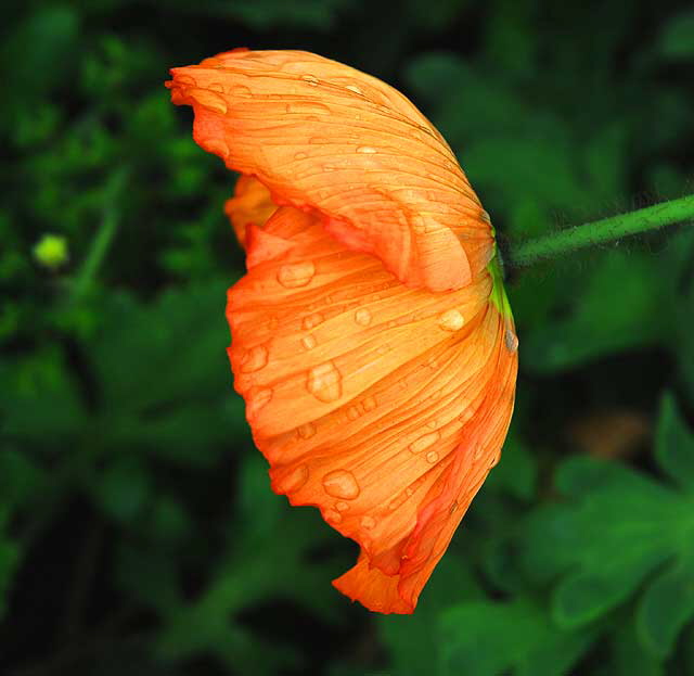 California Poppy