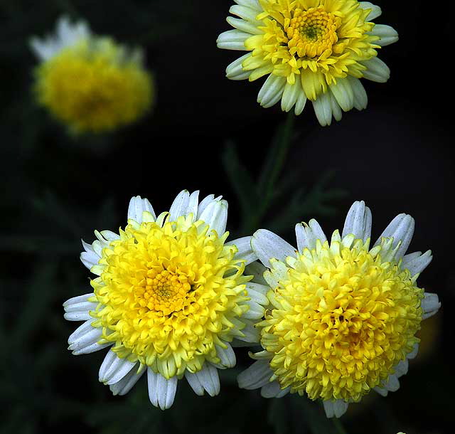 Small White and Yellow, Black Background