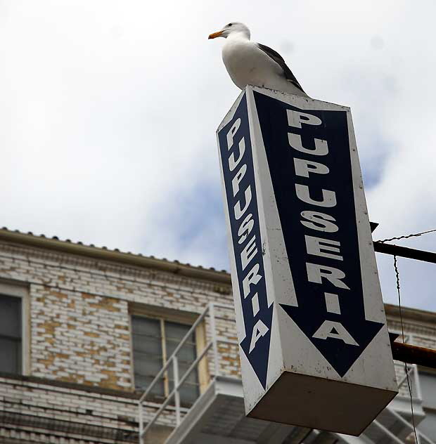 Venice Beach Gull