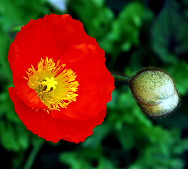 In a Hollywood garden, Saturday, March 26, 2011