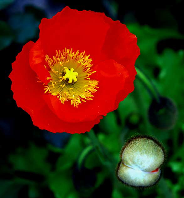 In a Hollywood garden, Saturday, March 26, 2011