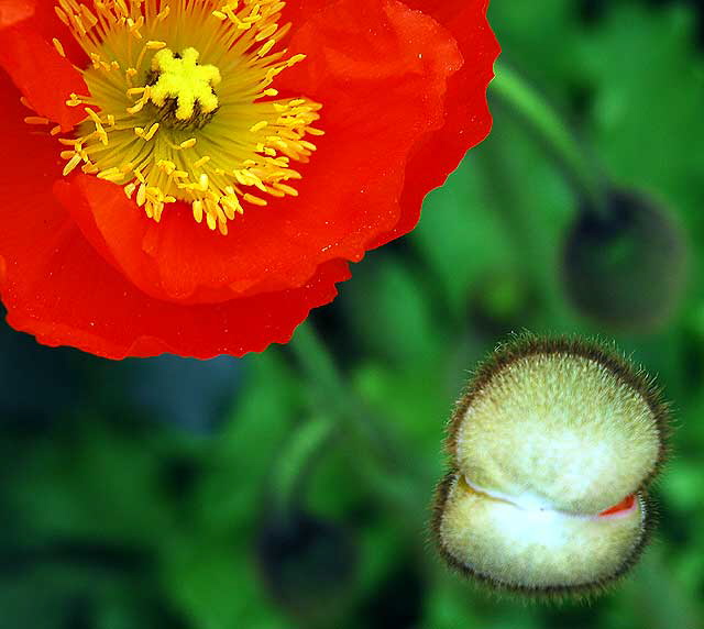 In a Hollywood garden, Saturday, March 26, 2011