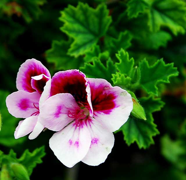 In a Hollywood garden, Saturday, March 26, 2011