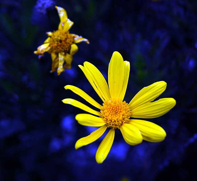 In a Hollywood garden, Saturday, March 26, 2011