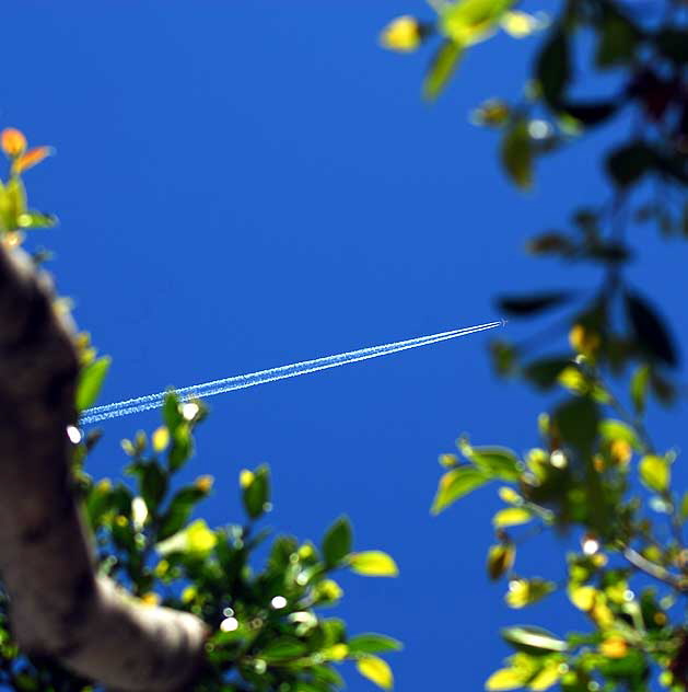 Contrails over LA