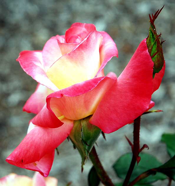 Gemini, Hybrid Tea Rose