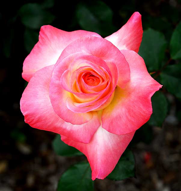 Gemini, Hybrid Tea Rose