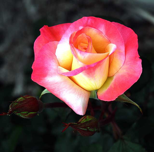 Gemini, Hybrid Tea Rose