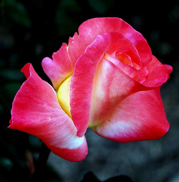 Gemini, Hybrid Tea Rose