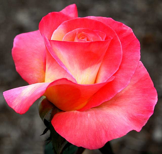 Gemini, Hybrid Tea Rose