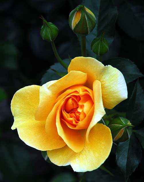 Julia Child, floribunda rose