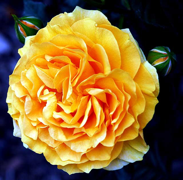 Julia Child, floribunda rose