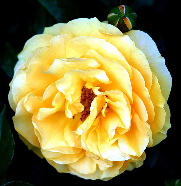 Julia Child, floribunda rose