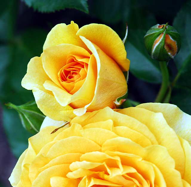 Julia Child, floribunda rose