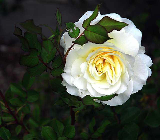 Climbing rose - "New Dawn"