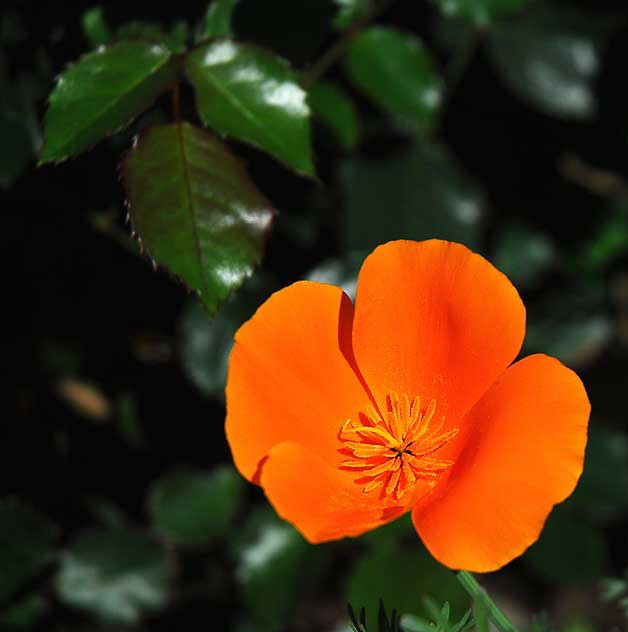 California Poppy (Eschscholtzia californica)