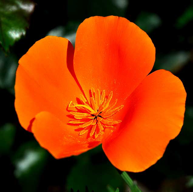 California Poppy (Eschscholtzia californica)