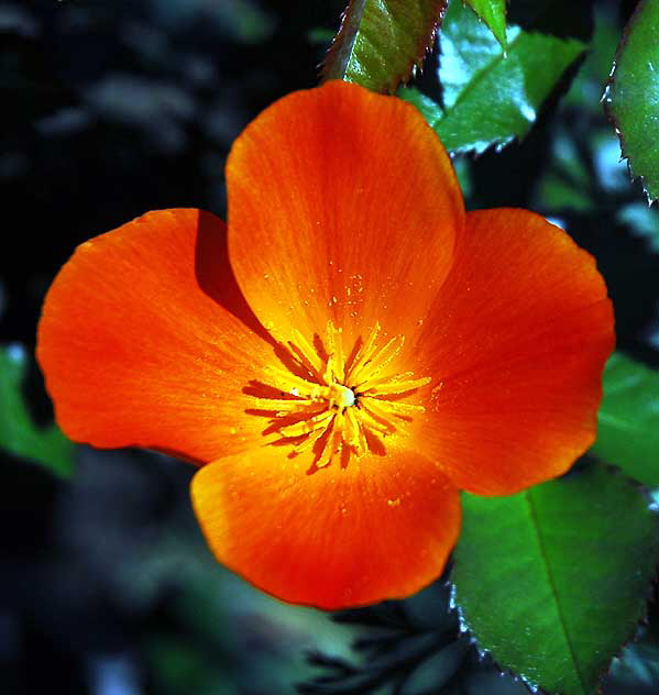 California Poppy (Eschscholtzia californica)