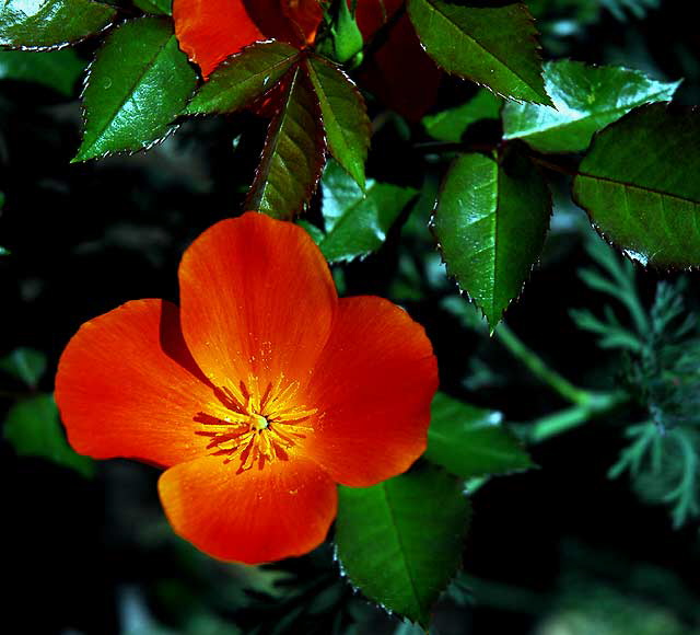 California Poppy (Eschscholtzia californica)