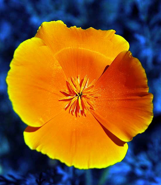 California Poppy (Eschscholtzia californica) 