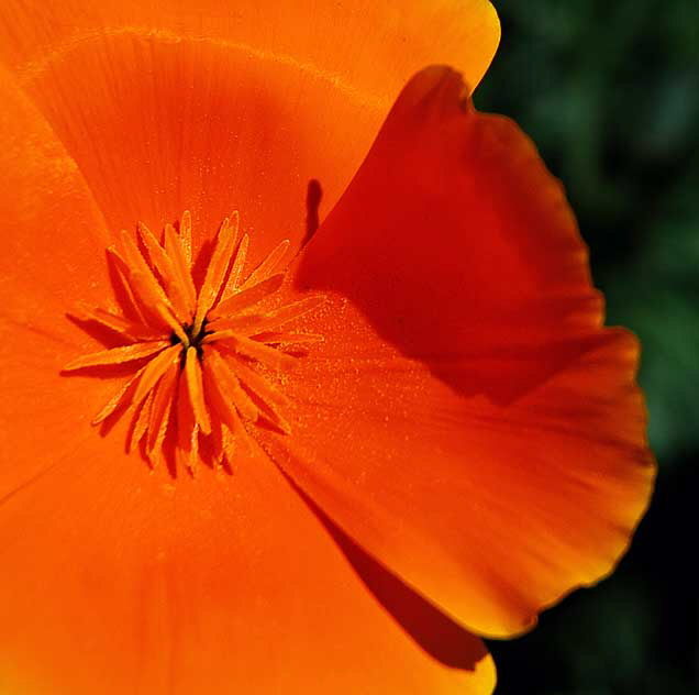 California Poppy (Eschscholtzia californica)