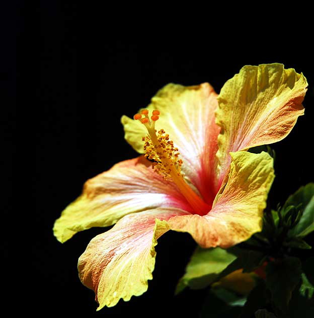 Hibiscus