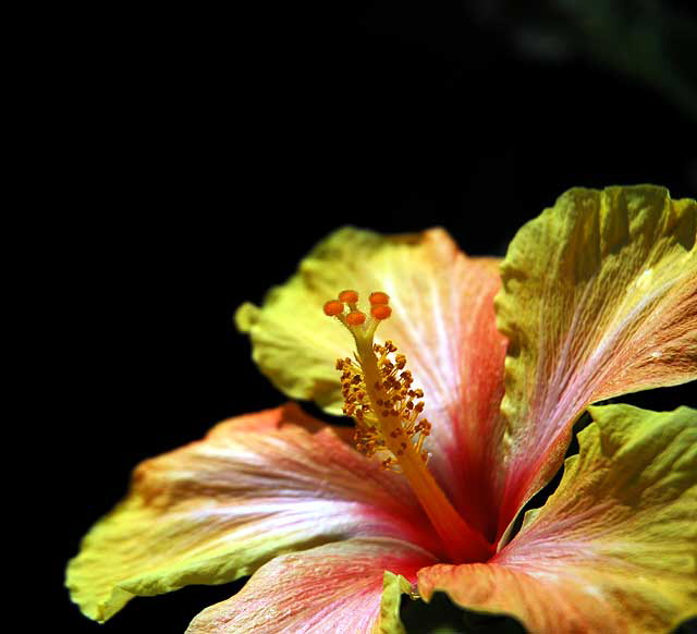 Hibiscus