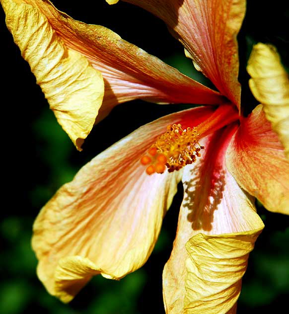 Hibiscus