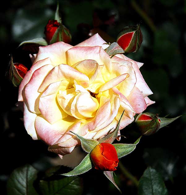 Floribunda Rose