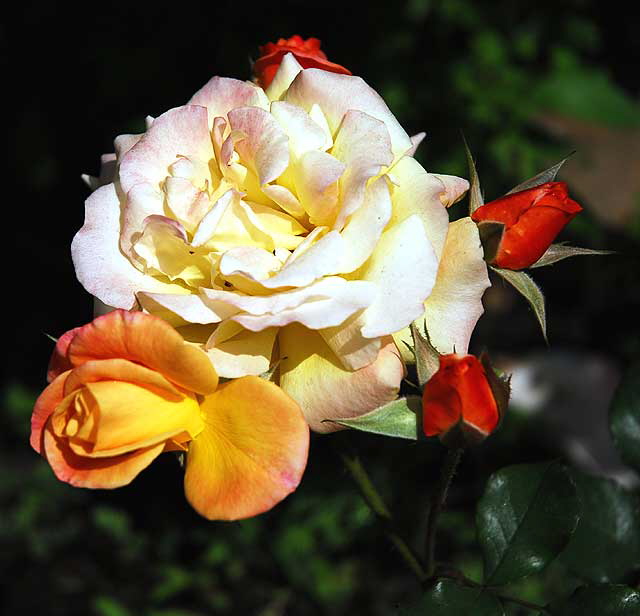 Floribunda Rose