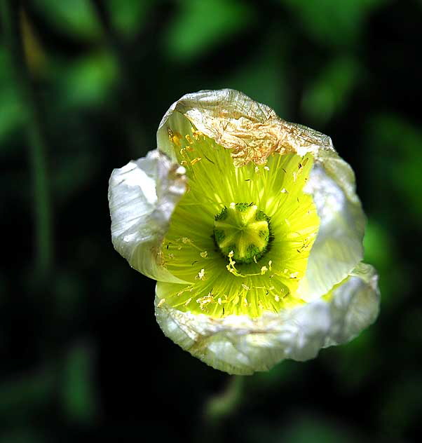 West Hollywood Garden, Saturday, April 16, 2011