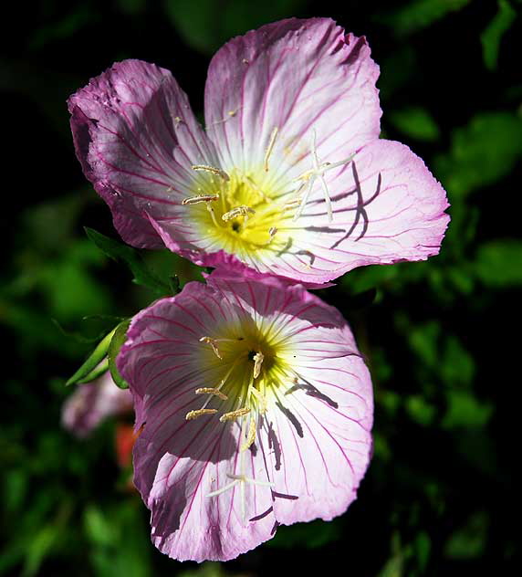 West Hollywood Garden, Saturday, April 16, 2011