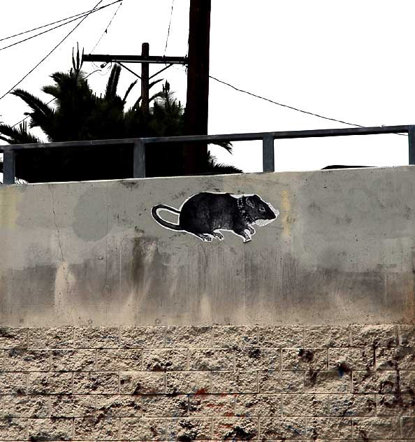 City Rat, Sunset Boulevard in Echo Park