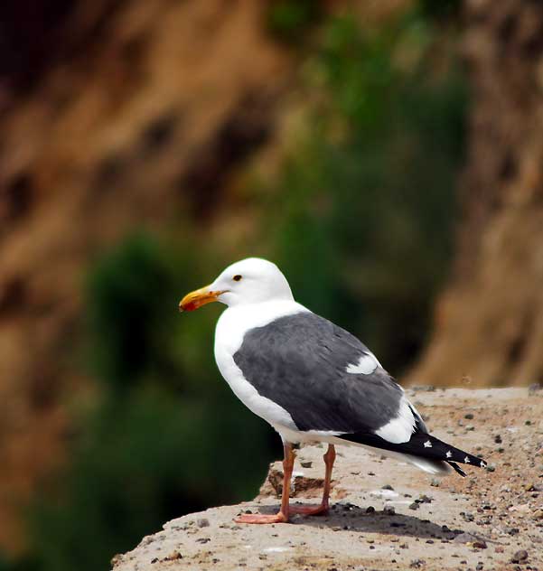 Gull, Malibu, Friday, May 13, 2011