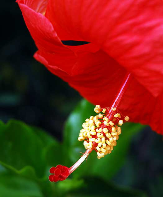 Hibiscus